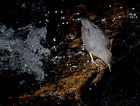 American Dipper 2386